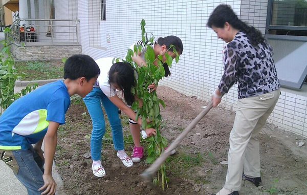开心农场种樱桃